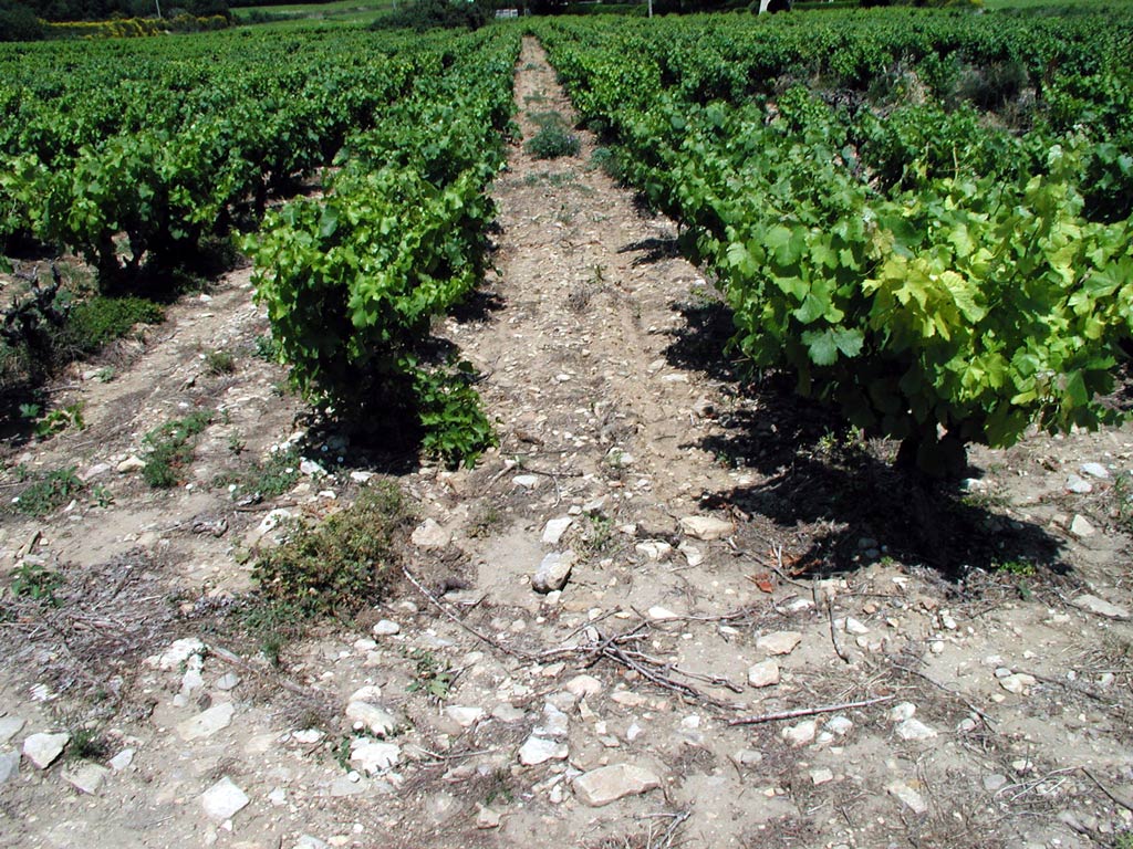 gigondas vineyards